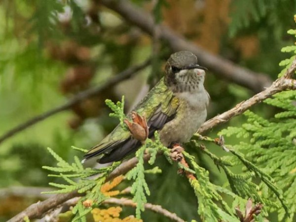 Hamilton, Ontario by Kathy Ward