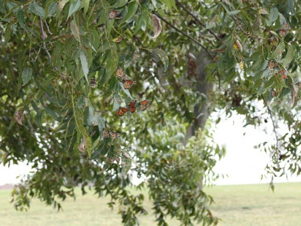 Monarch butterfly roosting in Rockwall, Texas