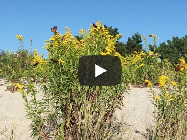 Monarch Butterflies Nectaring Along Shoreline