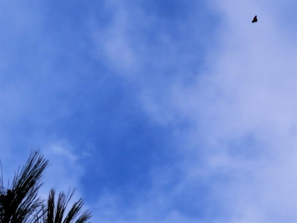 Monarchs Arrive at Cerro Pelon