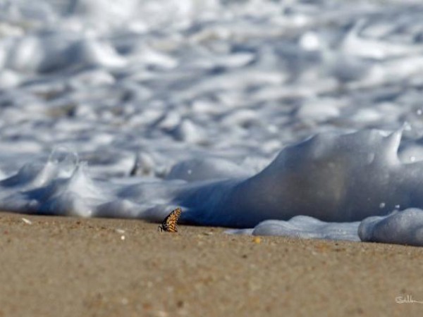 Monarch Butterfly Finding Salt in the Sand