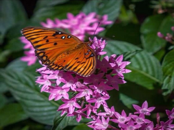 Gulf Fritillary on Penta flower