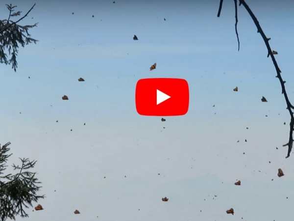 In flight at Cerro Pelon