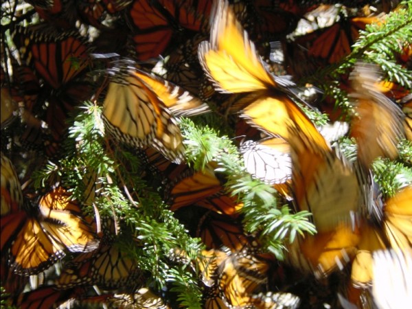 Monarchs that survive four winter months will mate and begin the journey north in March. Join us for weekly updates on Feb. 8, 2018. 