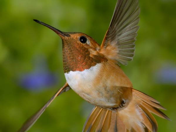 Rufous hummingbird