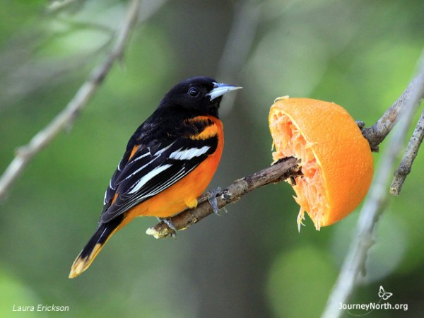 Baltimore oriole