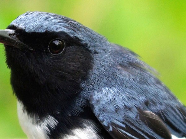 Black-throated blue warbler