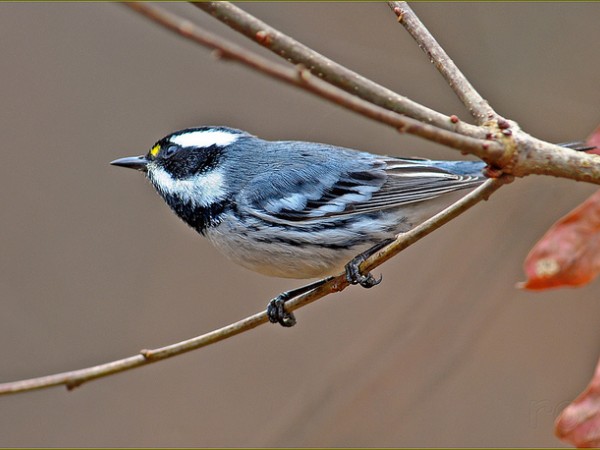 Black-throated gray warbler
