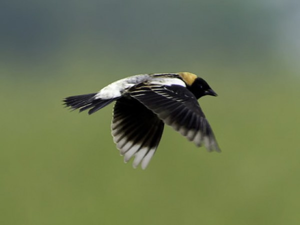 Bobolink