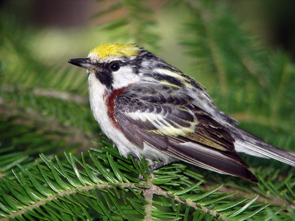 Chestnut-sided warbler