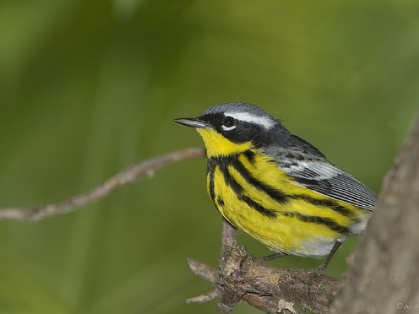 Magnolia warbler