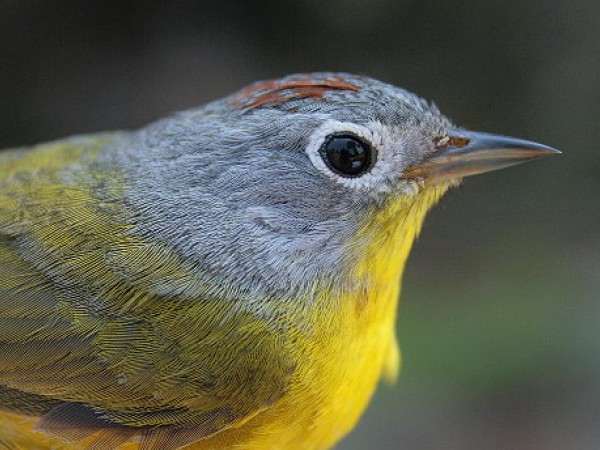 Nashville warbler