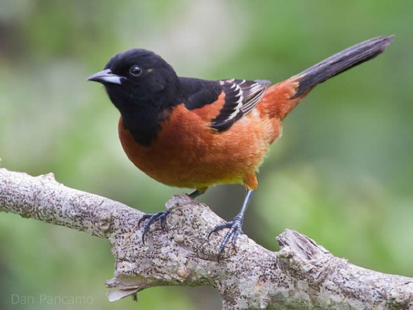 Orchard oriole