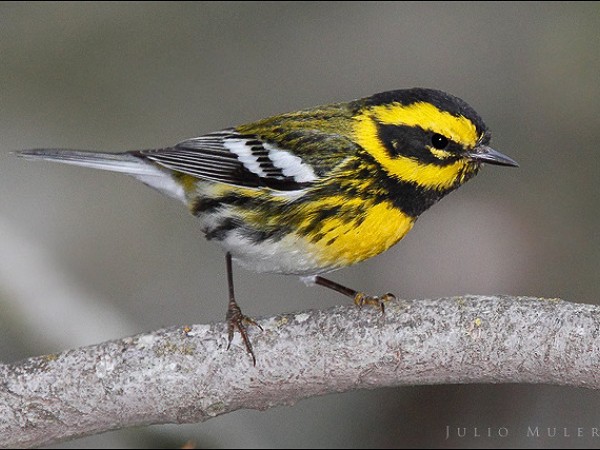 Townsend's warbler