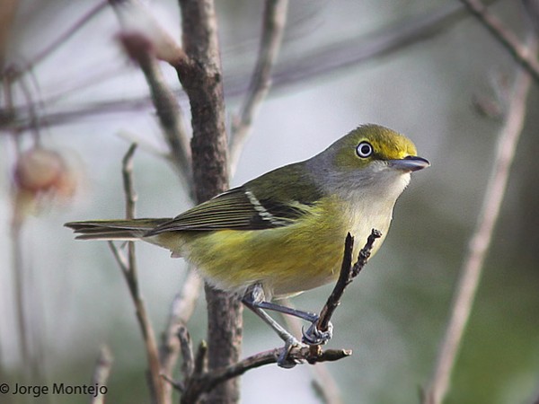 White-eyed vireo