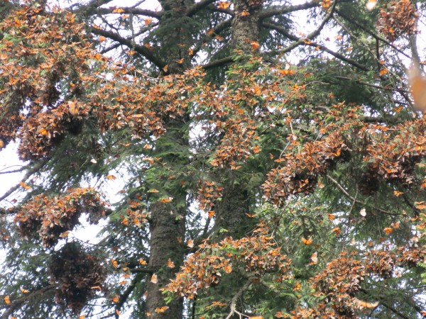 El Rosario Sanctuary, Feb. 12, 2018