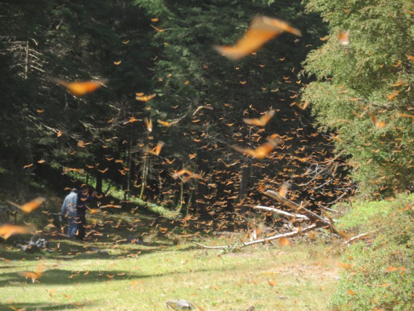 Monarch Butterflies at Cerro Pelon Sanctuary in Mexico