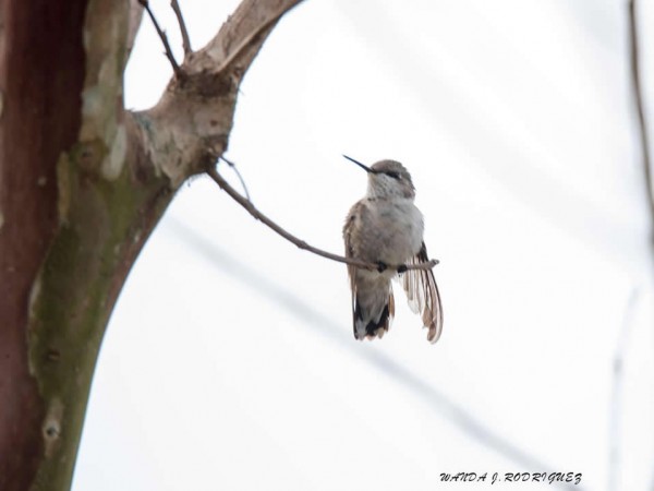 Female Rubythroat in North Carolina back in January