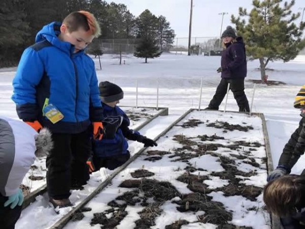 Checking for emergence in Minnesota