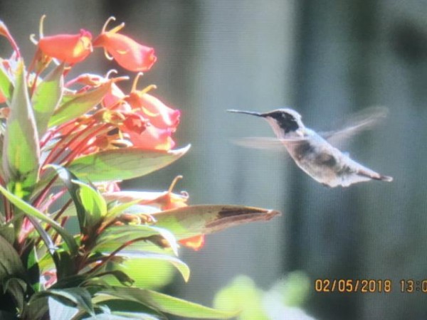 Juvenile male Rubythroat nectaring