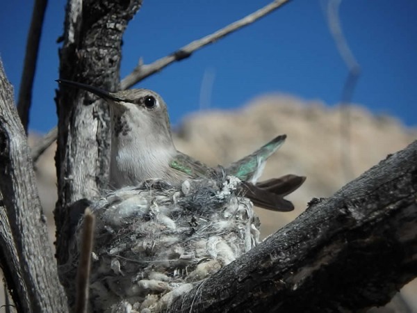 Possibly Costas nesting in CA