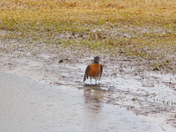 Ailey, Georgia by Curtis Beaird