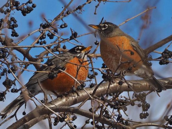 Ottawa, Ontario by Gordon Johnston