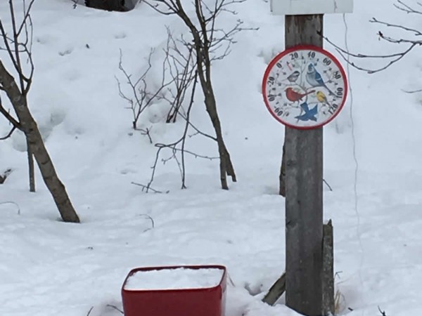 Tulips in Alaska pot garden