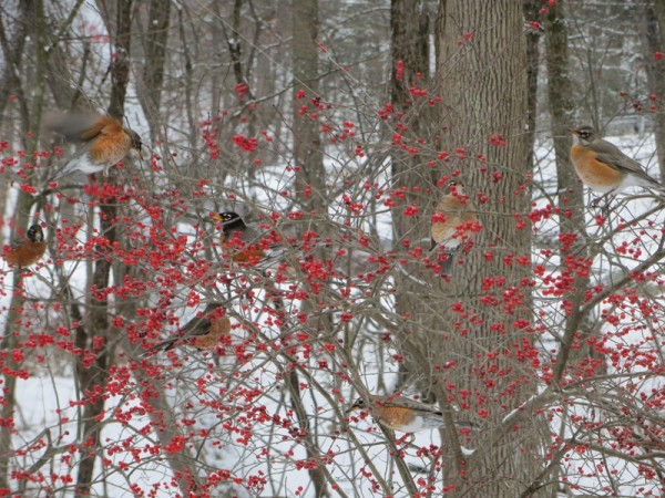 Waves of Robins by Marion Durrwachter