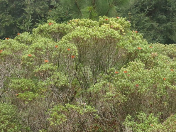 Monarch Butterflies at El Rosario Sanctuary in Mexico