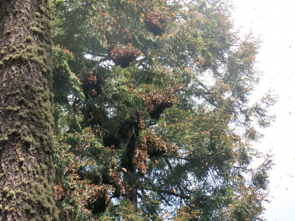 Monarch Butterflies at El Rosario Sanctuary in Mexico