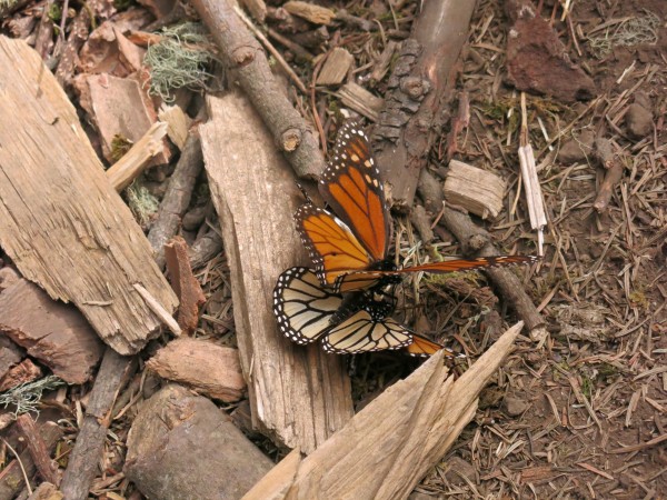 Mating on March 19th