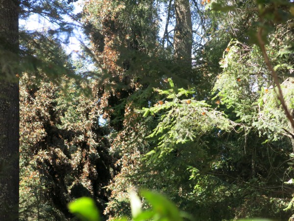 Huge Clusters Remain