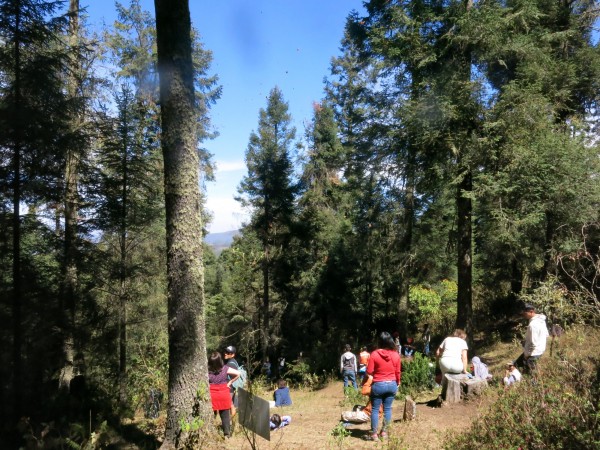 Monarch Butterflies at El Rosario Sanctuary in Mexico