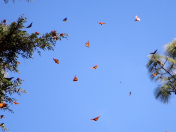 Monarch Butterflies at Cerro Pelon Sanctuary in Mexico