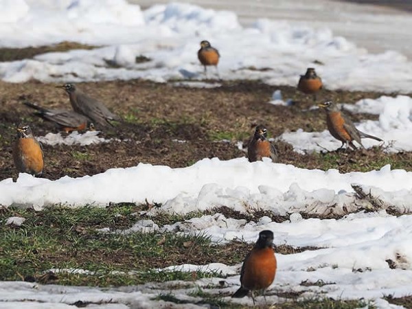 Migratory Restlessness by Gordon Johnston