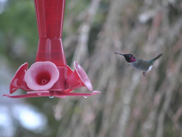 Anna's at feeder