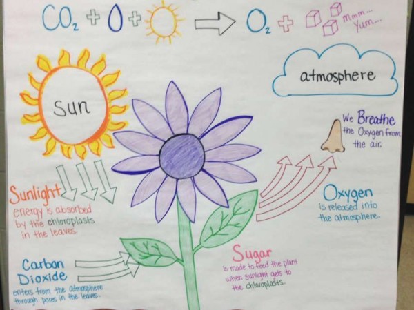 How plants use sun, CO2 and water for photosynthesis