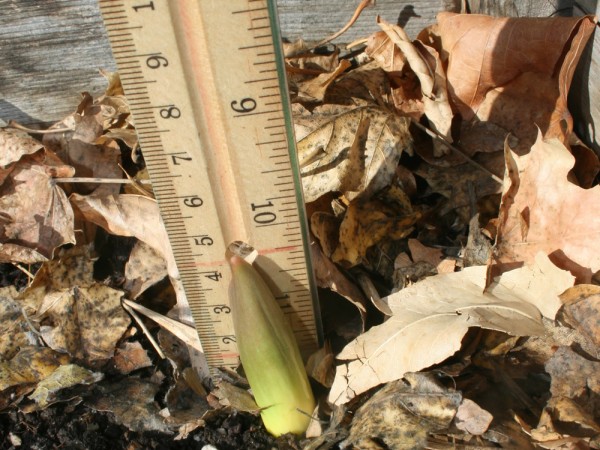 Measuring tulips emerging 