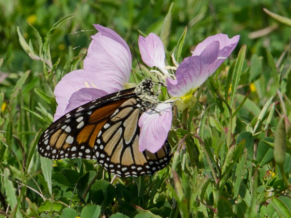 One of the 200 monarchs sighted in Bay City, Texas on March 12th.
