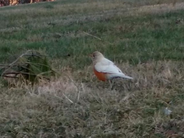 Leucistic Robin by Moneeka Pelley