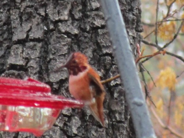 Judging from location in So. California probably an Allen's hummingbird