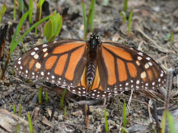 Monarch Butterfly Laying Eggs in Arkansas