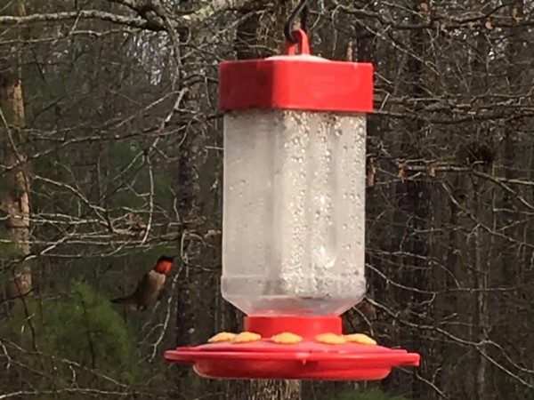 Ruby-throat at feeder
