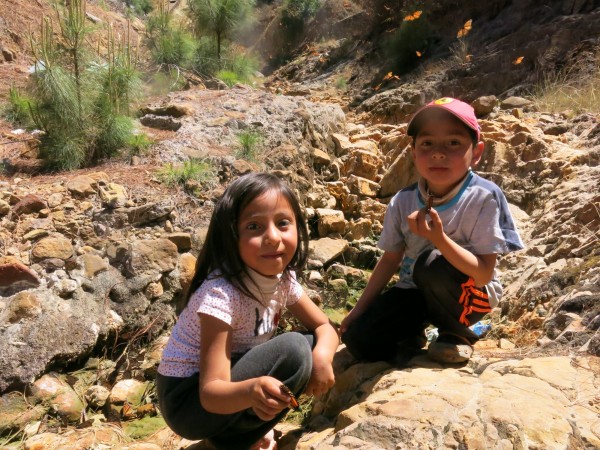 Butterflies flying over Angangueo