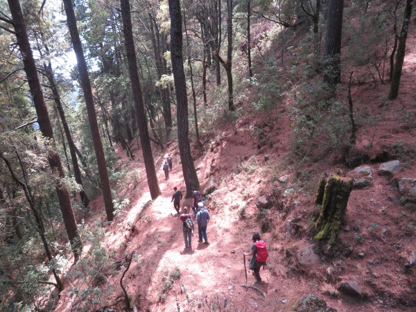 Monarch Butterflies at Cerro Pelon
