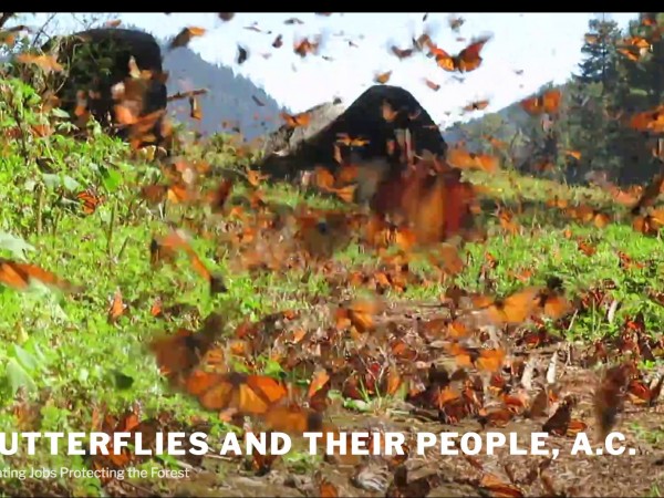 Monarch Butterflies at Cerro Pelon Sanctuary in Mexico