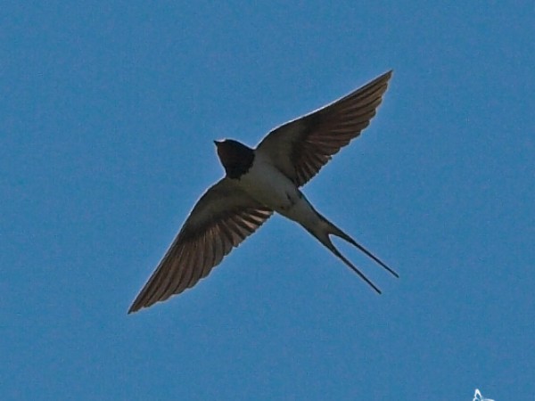 Barn swallow