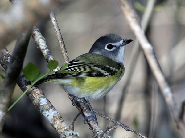 Blue-headed vireo