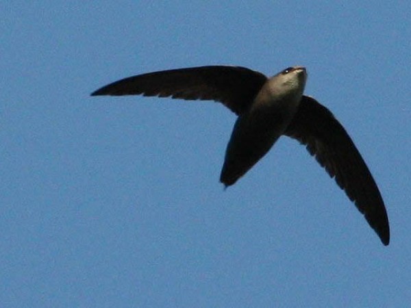 Chimney Swift, Paul Hurtado